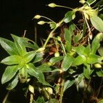 Sauvagesia erecta habit picture by Nelson Zamora Villalobos (cc-by-nc)