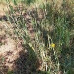 Tragopogon pratensis habit picture by Emanuela03 (cc-by-sa)