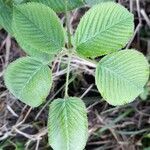 Rubus urticifolius leaf picture by Trap Hers (cc-by-sa)