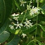 Azadirachta indica flower picture by Schnittler Martin (cc-by-sa)