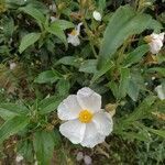 Cistus laurifolius flower picture by Inés Díaz (cc-by-sa)