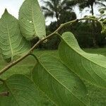 Banara guianensis leaf picture by Nelson Zamora Villalobos (cc-by-nc)