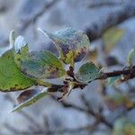 Salix pyrenaica habit picture by Yoan MARTIN (cc-by-sa)