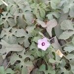 Ipomoea triloba flower picture by loor renan (cc-by-sa)