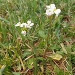 Diplotaxis erucoides habit picture by Théophanie (cc-by-sa)