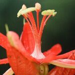 Passiflora coccinea flower picture by R. Tournebize (cc-by-sa)