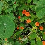 Tropaeolum majus habit picture by Antonio Carmona (cc-by-sa)