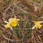 Narcissus bicolor habit picture by ELEJALDE Iñaki (cc-by-sa)