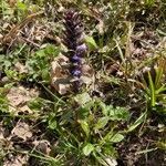 Ajuga pyramidalis habit picture by Guillermo Pablo (cc-by-sa)