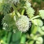 Eryngium elegans flower picture by Trap Hers (cc-by-sa)