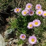 Erigeron uniflorus flower picture by Vendrell Pere (cc-by-sa)