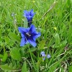 Gentiana clusii flower picture by Noel Benson (cc-by-sa)