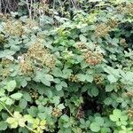 Rubus armeniacus habit picture by Sabina Hartmann (cc-by-sa)