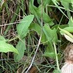 Centaurea pectinata leaf picture by nicolas pecqueux (cc-by-sa)