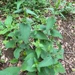 Stachys alpina habit picture by Patrice Bracquart (cc-by-sa)