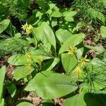 Clintonia borealis flower picture by Jean-François Girard (cc-by-sa)