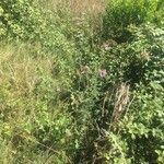 Althaea cannabina habit picture by Adrien Broni (cc-by-sa)