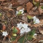 Epigaea repens flower picture by jenny hall (cc-by-sa)