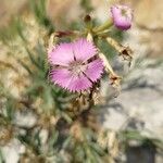 Dianthus rupicola flower picture by Luca Borghesio (cc-by-sa)