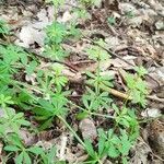 Galium sylvaticum habit picture by Svenja Str (cc-by-sa)