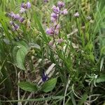 Polygala comosa habit picture by Dieter Albrecht (cc-by-sa)