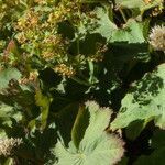 Alchemilla mollis fruit picture by Alain Lagrave (cc-by-sa)