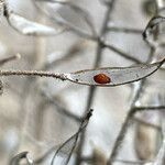 Draba hallii fruit picture by Fabien Anthelme (cc-by-sa)