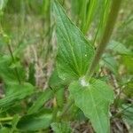 Valeriana montana leaf picture by Steve LE BRIQUIR (cc-by-sa)