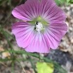 Malva punctata flower picture by santi_24 (cc-by-sa)