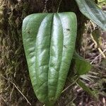 Lapageria rosea leaf picture by Daniel Barthelemy (cc-by-nc)