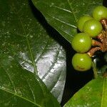 Solanum rovirosanum fruit picture by Nelson Zamora Villalobos (cc-by-nc)