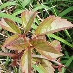 Cyphostemma adenocaule leaf picture by susan brown (cc-by-sa)