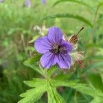 Geranium erianthum flower picture by Christine Couturier (cc-by-sa)