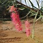 Grevillea gillivrayi flower picture by Claude Hervais (cc-by-sa)