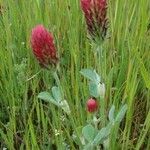 Trifolium incarnatum habit picture by Isabelle Ribaute (cc-by-sa)