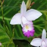 Arundina graminifolia flower picture by Prasert Lakman (cc-by-sa)