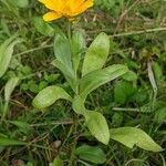 Calendula arvensis habit picture by Mikael Boström (cc-by-sa)