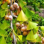 Ginkgo biloba fruit picture by K O (cc-by-sa)