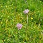 Plantago media habit picture by Jani Zadrgal (cc-by-sa)