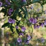 Prostanthera ovalifolia flower picture by Christine Delaborde (cc-by-sa)