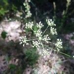 Peucedanum gallicum flower picture by stéphane COLLE (cc-by-sa)