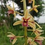 Cymbidium aloifolium flower picture by Kaushik Kumar Mech (cc-by-sa)