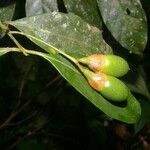 Ocotea meziana fruit picture by Nelson Zamora Villalobos (cc-by-nc)