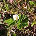 Rubus chamaemorus flower picture by Rosine Baeyens (cc-by-sa)