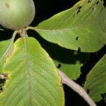 Randia monantha leaf picture by Nelson Zamora Villalobos (cc-by-nc)