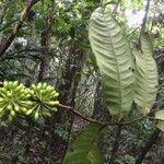 Guatteria aeruginosa leaf picture by Nelson Zamora Villalobos (cc-by-nc)