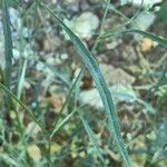 Torilis africana leaf picture by bas yves (cc-by-sa)