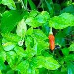 Capsicum frutescens fruit picture by Maxime Grn (cc-by-sa)