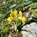 Iris pseudopumila flower picture by De Mitri Giacomo (cc-by-sa)