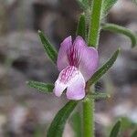 Misopates orontium flower picture by Gabriella Gabriella (cc-by-sa)